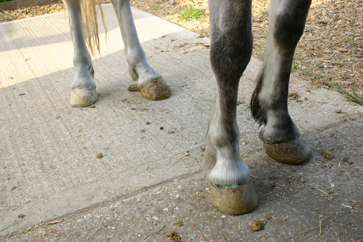 All hooves repaired with glue